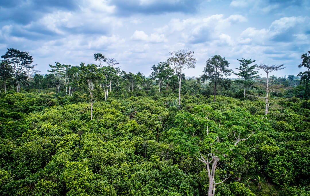 4dsa30re8u4e-rainforest-c-ben-