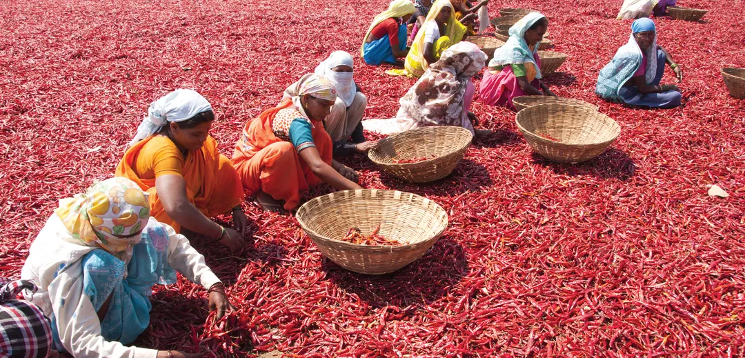 Accelerating sustainable chilli farming in India