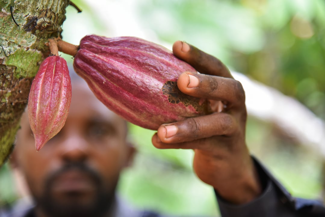 Côte d'Ivoire's Cocoa & Forests Initiative — Direct Payments for Environmental Services to 84,000 Cocoa Farmers
